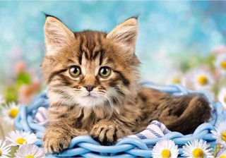 Diamond painting/HOMFUN - Koťátko a sedmikrásky