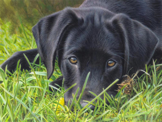 Diamantové malování/Huacan - Černý labrador v trávě