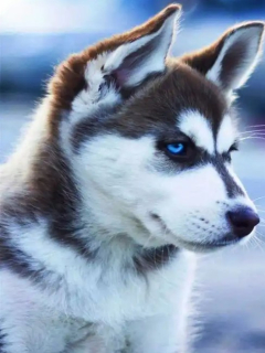 Diamantové malování/Huacan - Husky profilovka