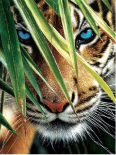 Diamond painting/Huacan- Tygr v houští